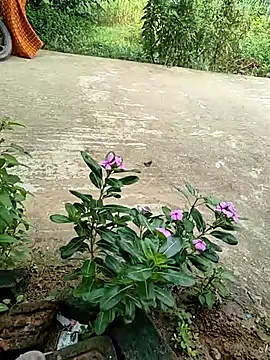 Snapshot of COUPLLE_VILLAGE chatting on September 19, 2:35 am COUPLLE VILLAGE online show from September 19, 2:35 am